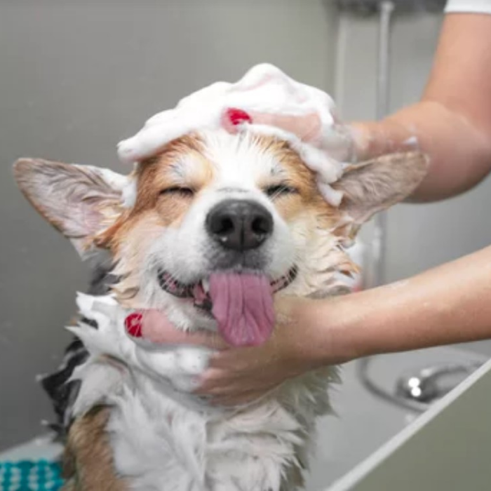 noida pet clinic sector 122